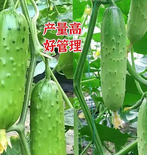 架瓜的栽培技术要点是什么？