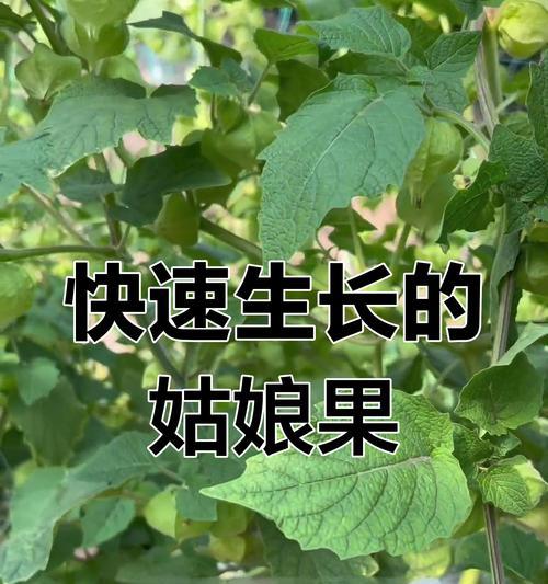 域菇娘最佳播种时间是什么时候？播种前需要准备什么？