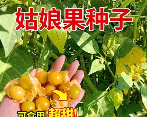 域菇娘最佳播种时间是什么时候？播种前需要准备什么？