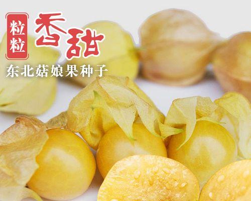 域菇娘最佳播种时间是什么时候？播种前需要准备什么？