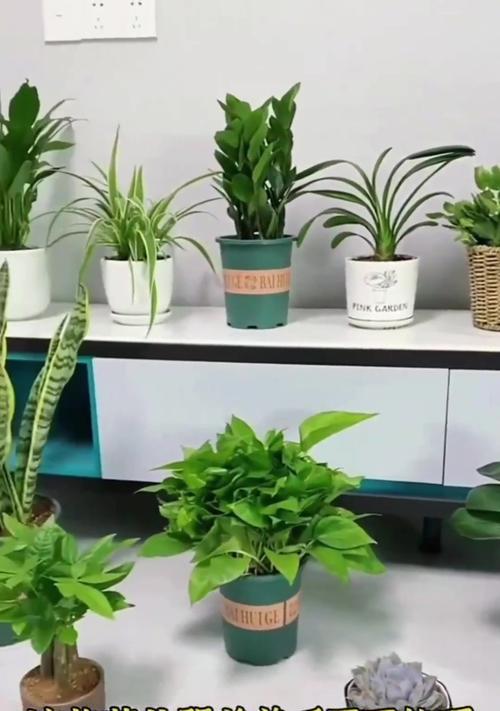 阴面阳台适合种植哪些花卉？养护技巧是什么？