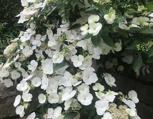 阴面阳台适合种植哪些花卉？养护技巧是什么？