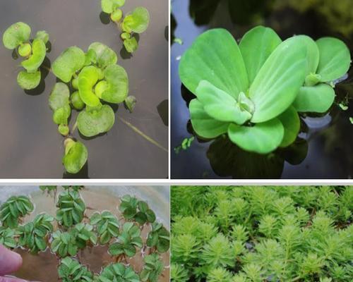 半生态水生植物有哪些？半生态水生植物的特点是什么？