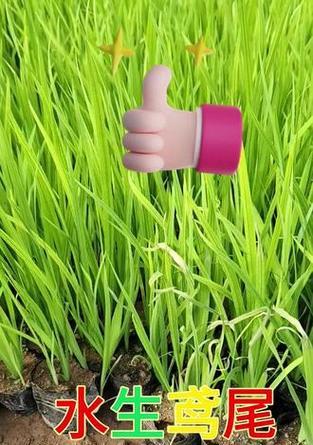 半生态水生植物有哪些？半生态水生植物的特点是什么？