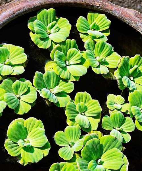 半生态水生植物有哪些？半生态水生植物的特点是什么？