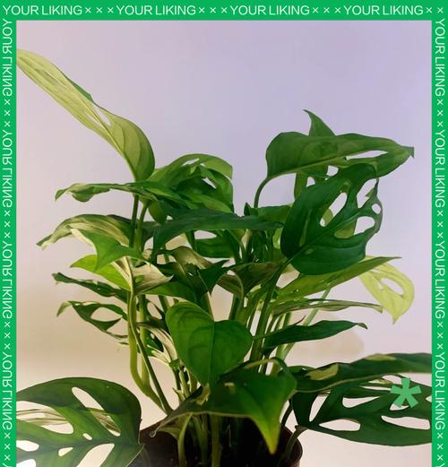 阳台种花指南：三楼适合哪些垂吊植物？