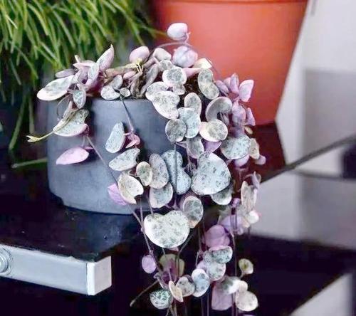阳台种花指南：三楼适合哪些垂吊植物？