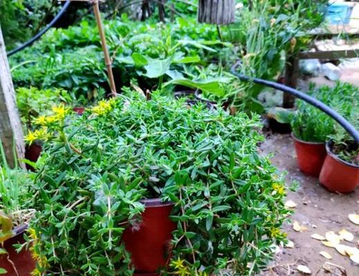 阳台种花指南：三楼适合哪些垂吊植物？