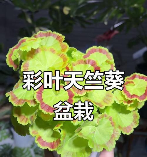 天竺葵在藏语中如何称呼？