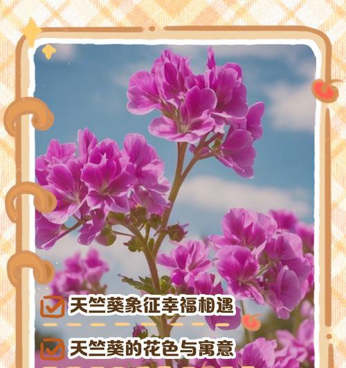 天竺葵在藏语中如何称呼？