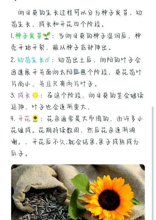 向日葵叶子发黄的原因及处理方法是什么？