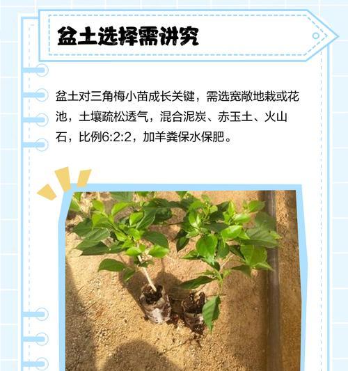 三角梅栽种后如何养护？怎样才能使其茁壮成长？