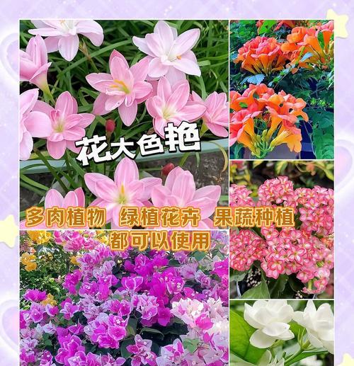 三角梅栽种后如何养护？怎样才能使其茁壮成长？