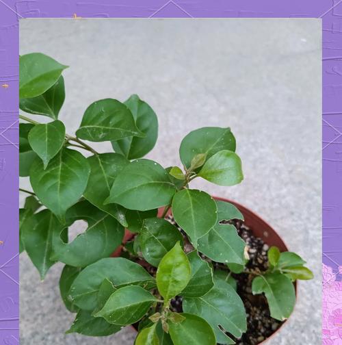 三角梅栽种后如何养护？怎样才能使其茁壮成长？