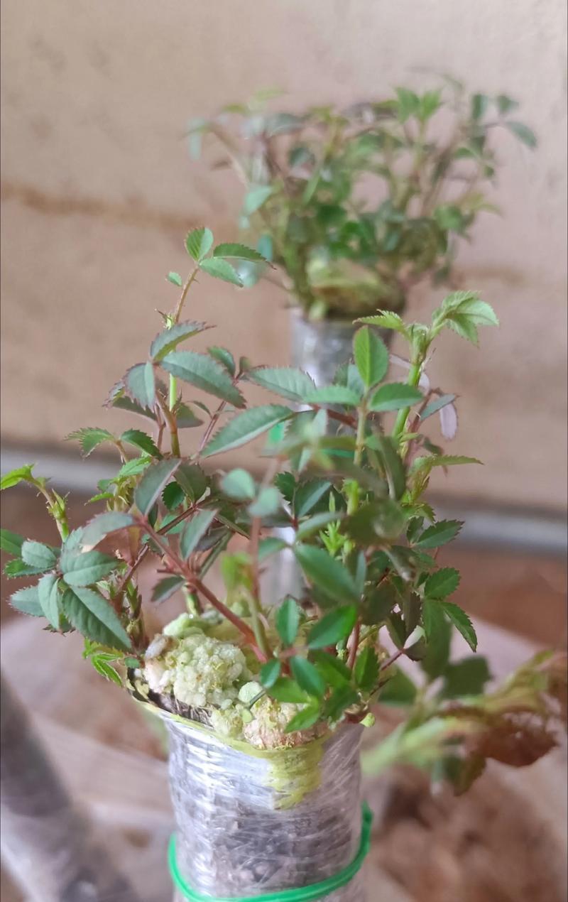 水培姬月季的种植步骤是什么？
