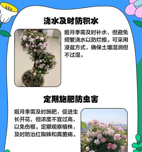 水培姬月季的种植步骤是什么？