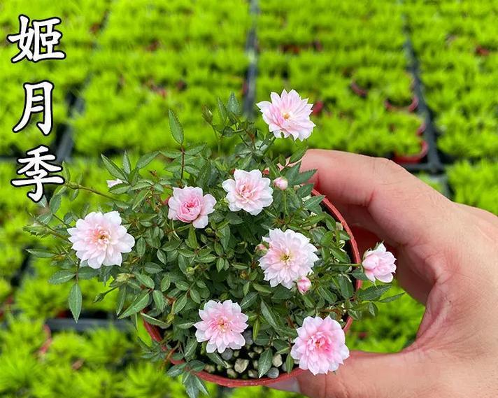 水培姬月季的种植步骤是什么？