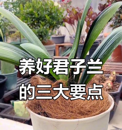 君子兰瓷瓶盆景的养护要点有哪些？