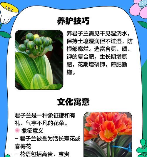君子兰瓷瓶盆景的养护要点有哪些？