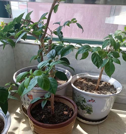 陶瓷种三角梅怎么种？陶瓷盆栽三角梅的种植方法是什么？