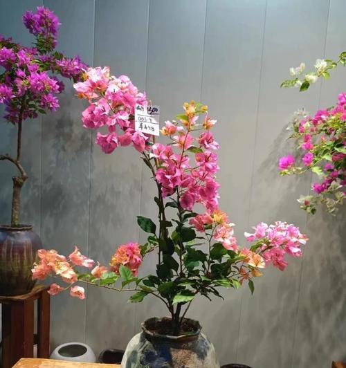 陶瓷种三角梅怎么种？陶瓷盆栽三角梅的种植方法是什么？