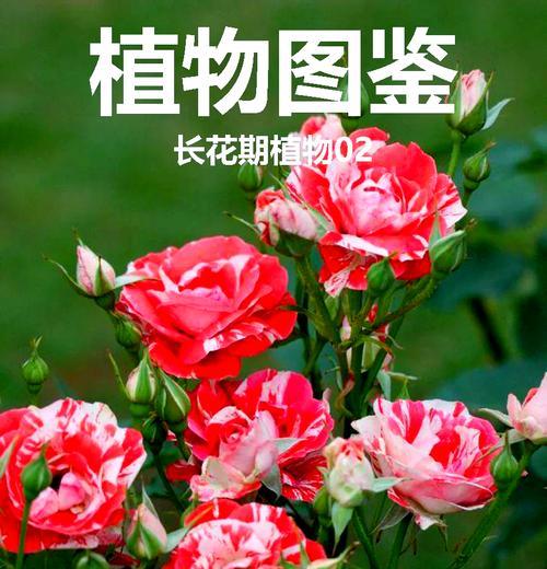 朱槿新叶发黄的原因及解决办法？