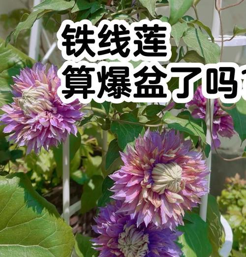 室外铁线莲的养护要点是什么？