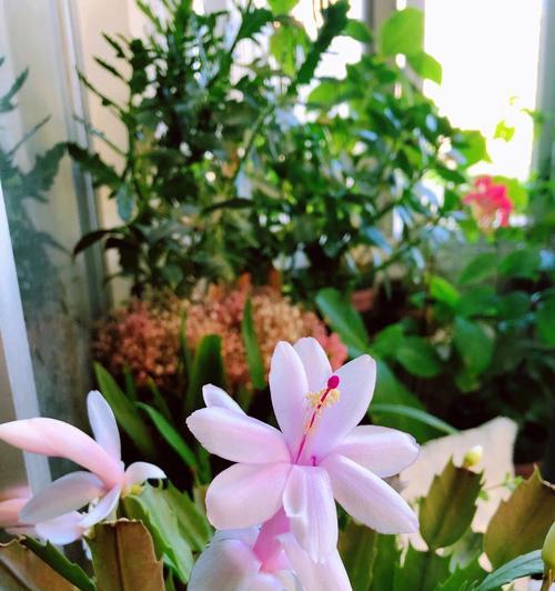 冬天露天阳台适合晒哪些花？