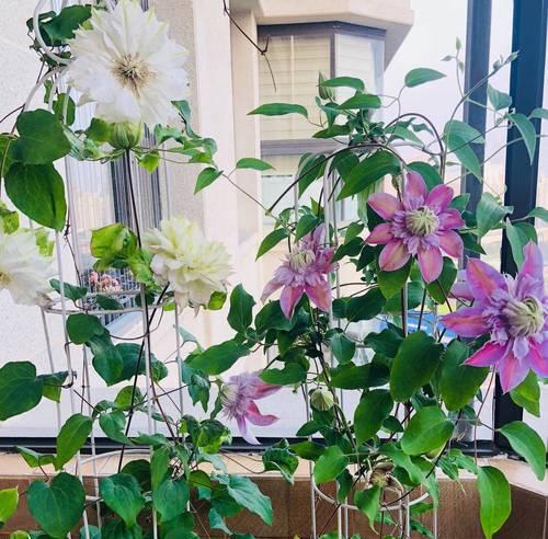 冬天露天阳台适合晒哪些花？