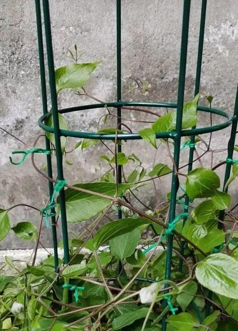 盆栽铁线莲的最佳种植方法是什么？