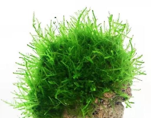 大铁桶适合养哪些水生植物？