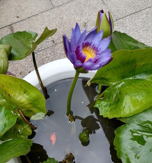 大铁桶适合养哪些水生植物？