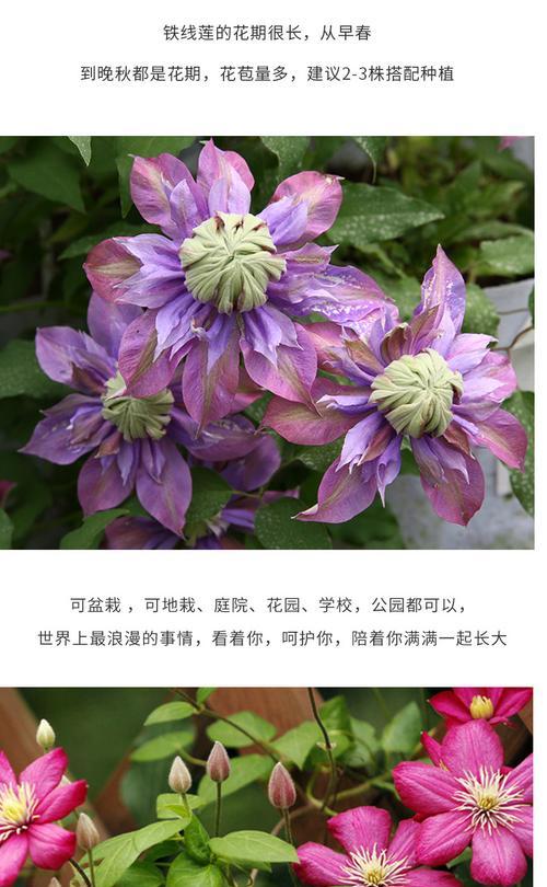 铁线莲爬藤花苗的栽种技巧是什么？如何促进其爬藤？