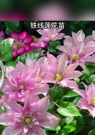 铁线莲爬藤花苗的栽种技巧是什么？如何促进其爬藤？