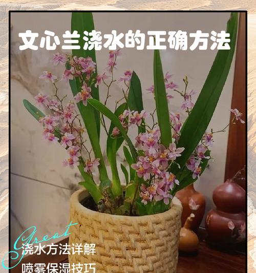 盆景肥水怎么浇水好呢？正确的浇水方法是什么？