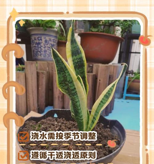 盆景肥水怎么浇水好呢？正确的浇水方法是什么？