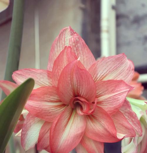 2月种植的朱顶红预计何时开花？
