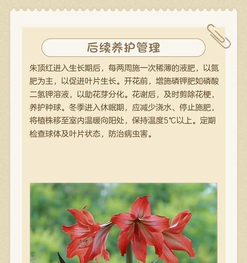 2月种植的朱顶红预计何时开花？