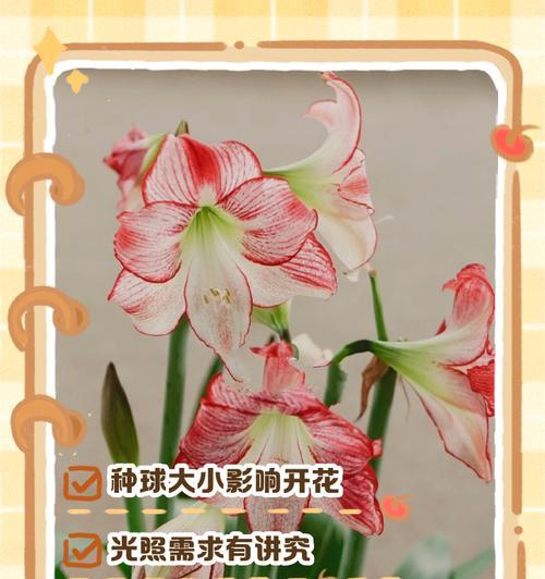 2月种植的朱顶红预计何时开花？