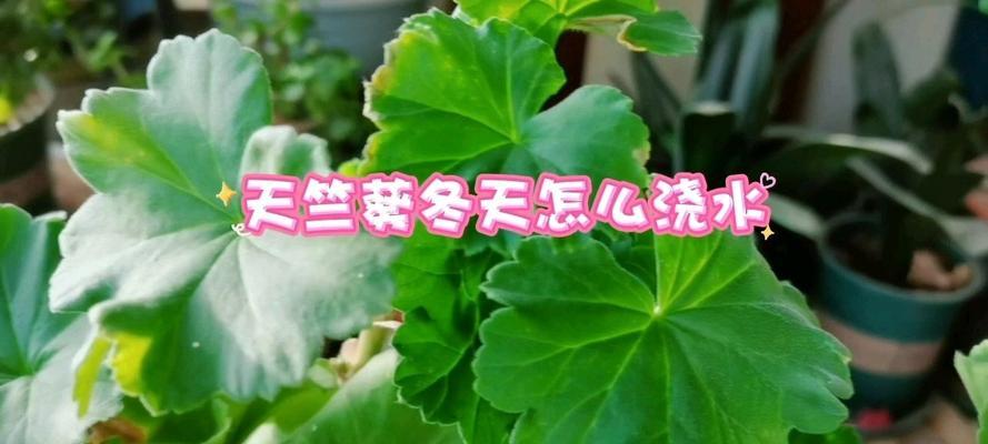 天竺葵浇水的最佳方式是什么？
