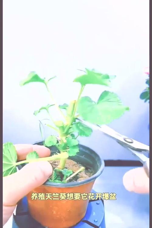 天竺葵浇水的最佳方式是什么？