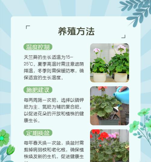 天竺葵换盆后如何正确养护？需要注意什么？