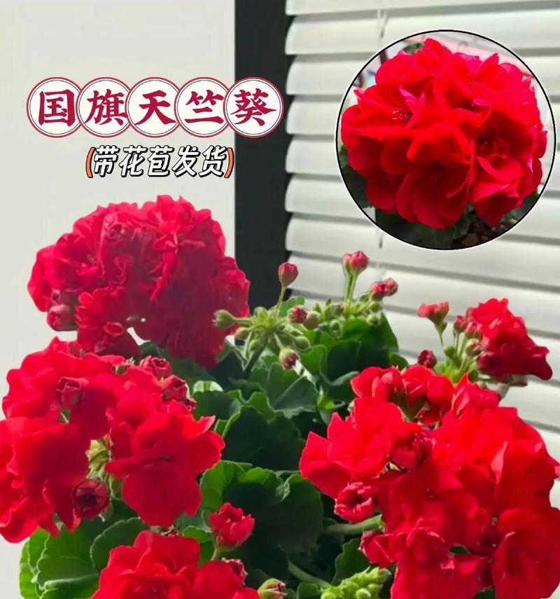 吊兰与天竺葵共养的技巧是什么？