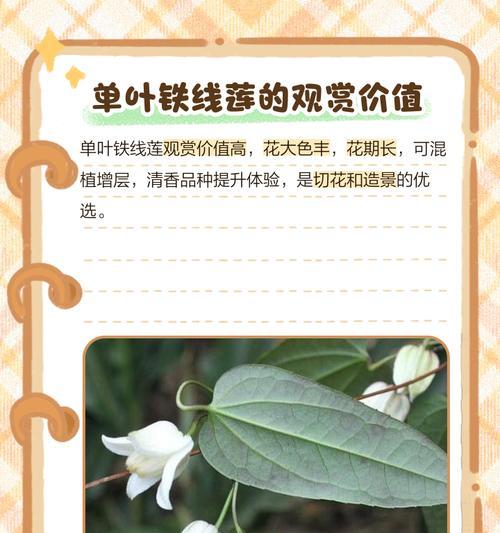 铁线莲根系怎么长的？铁线莲根系生长的特性及养护要点是什么？