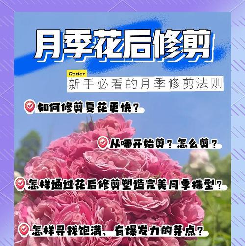 月季花苞修剪技巧是什么？
