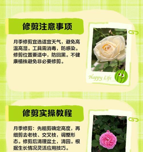 月季花苞修剪技巧是什么？