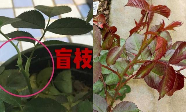 月季花苞修剪技巧是什么？