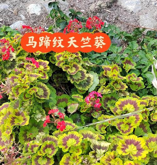 进口天竺葵一代苗的品质如何？