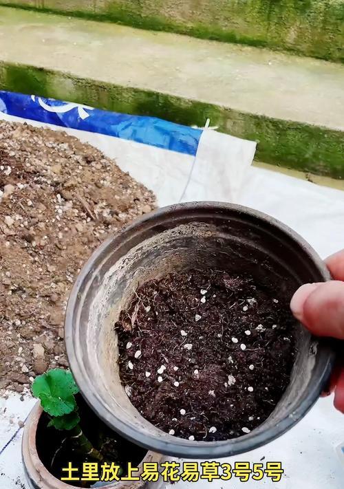 进口天竺葵一代苗的品质如何？