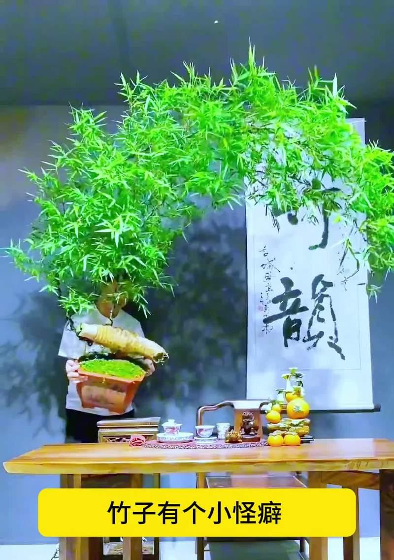 竹子叶子发黄如何促进新叶生长？